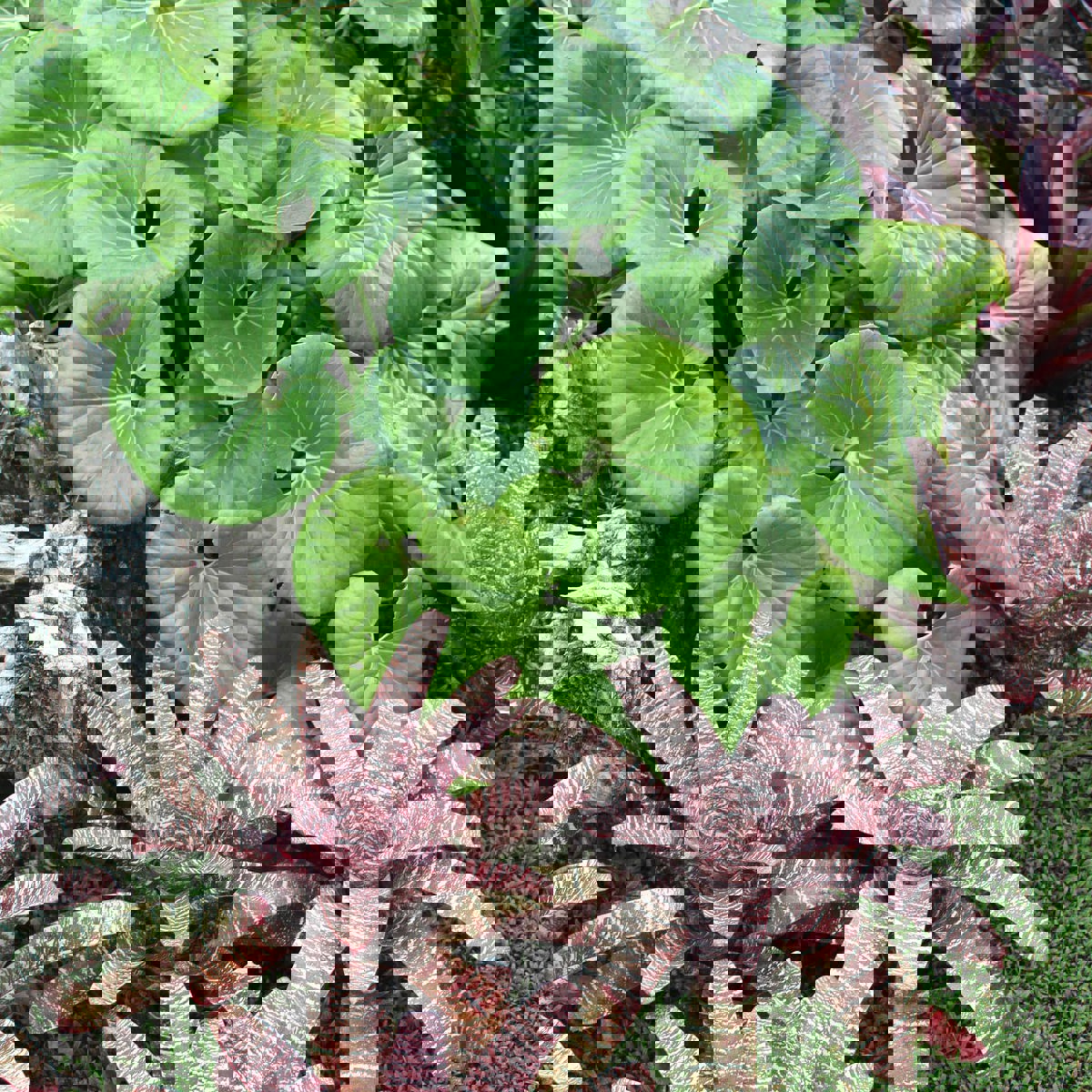 Subtropicals